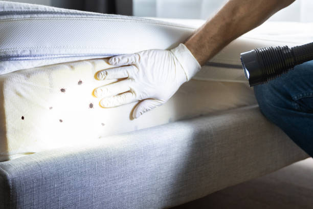 Best Residential Pest Control  in Cannon Af, NM