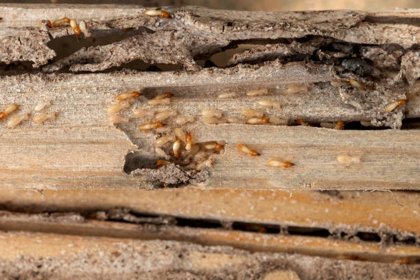Best Pest Removal Services  in Cannon Af, NM